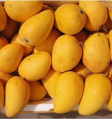 Small Scale Fresh Juice Mango Processing Plant 2t/H